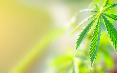 Your Guide to Shopping Safely at an Online Cannabis Store in Biloxi MS Residents Trust